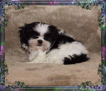 Hugh Tiny little male chinese imperial shih tzu puppies for sale small teacup